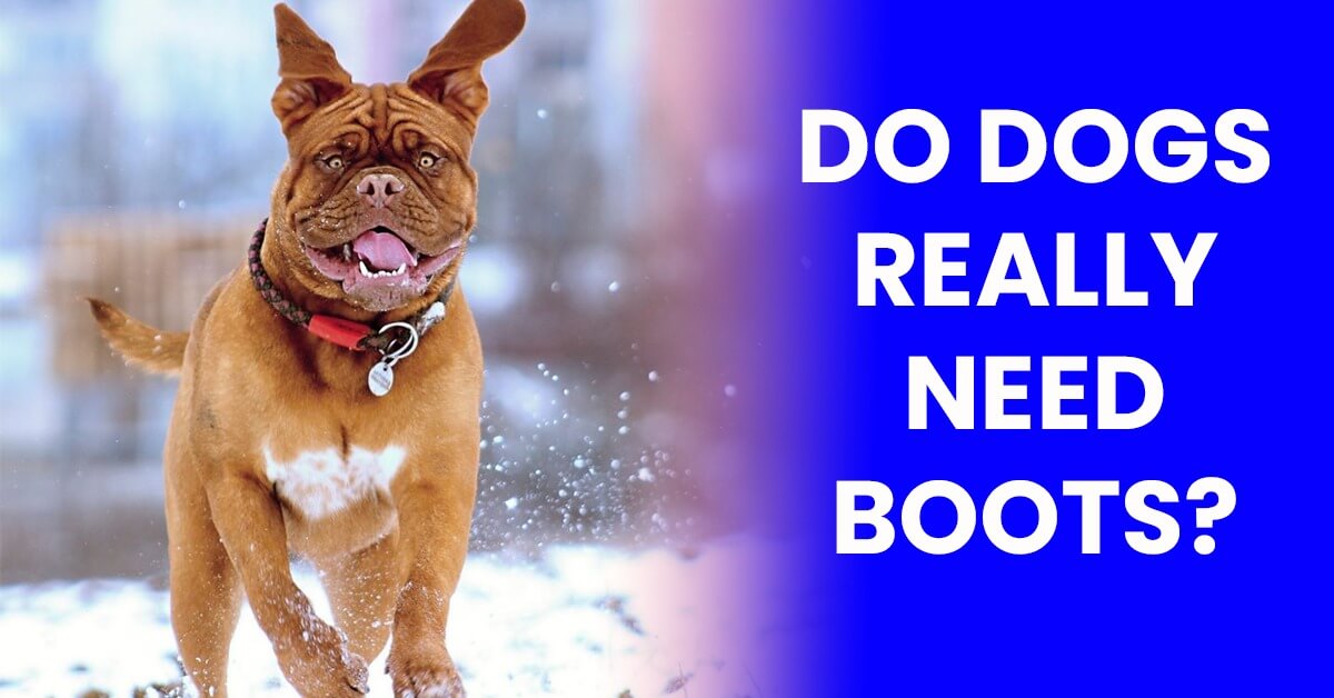 Do Dogs Really Need Boots?