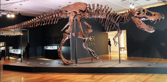 Life-size Tyrannosaurs Rex skeleton