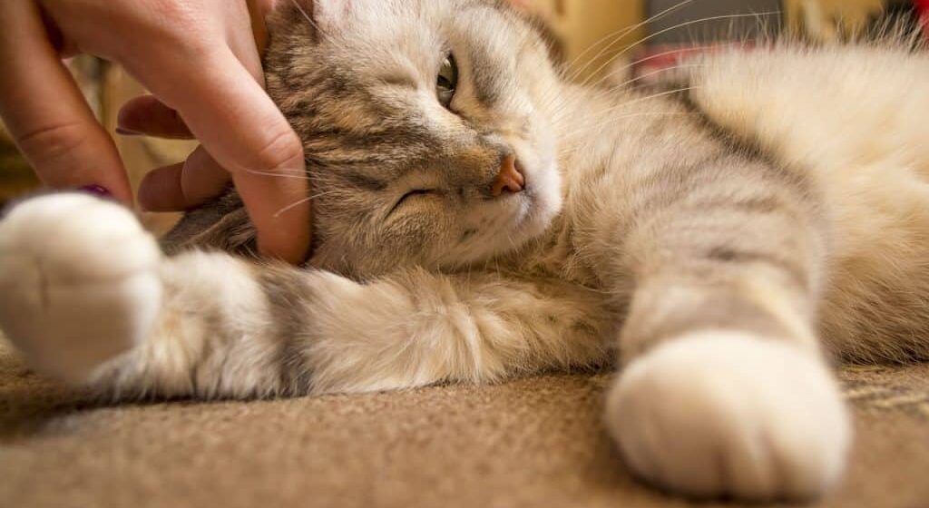 Why Are Cats So Cute? Check Out 9 Logical Reasons