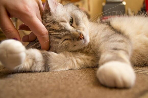 Why Are Cats So Cute? Check Out 9 Logical Reasons