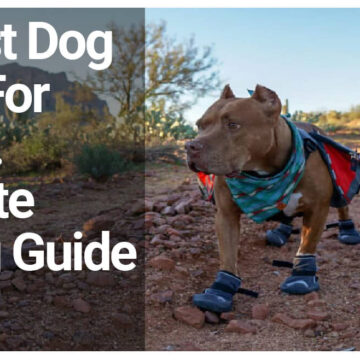10 best dog boots