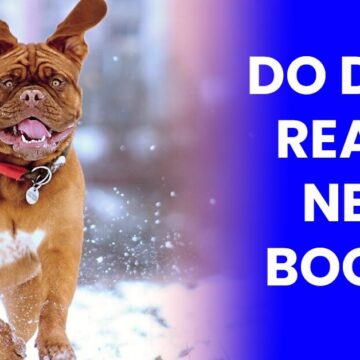 Do Dogs Really Need Boots?