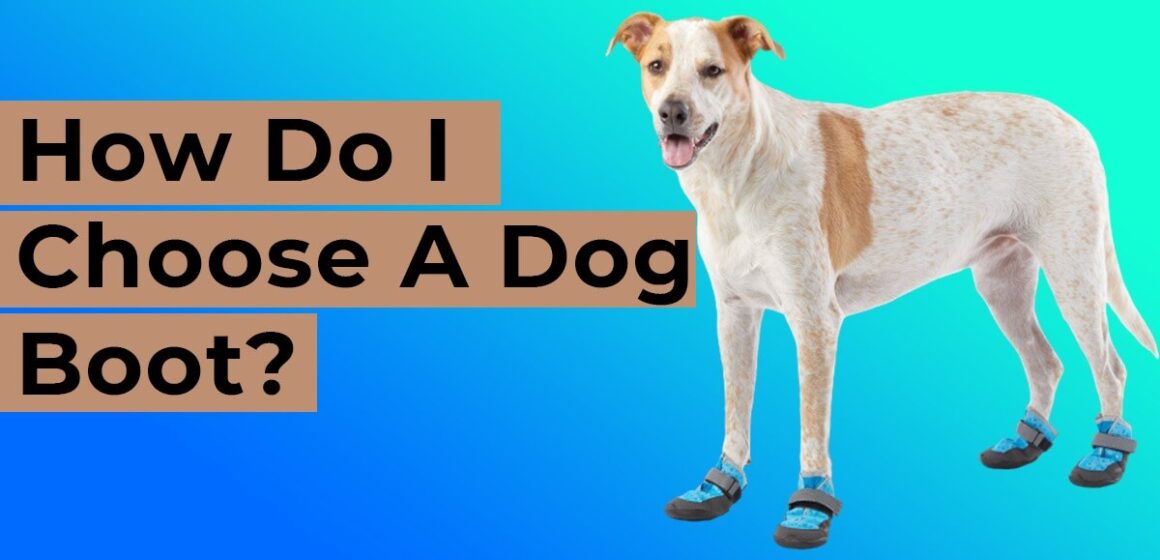 How Do I Choose A Dog Boot?