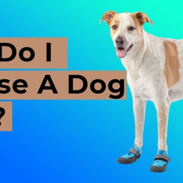 How Do I Choose A Dog Boot?