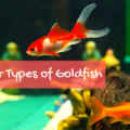 What is the Scientific Name of Goldfish