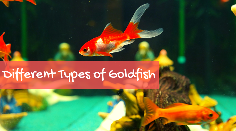 What is the Scientific Name of Goldfish