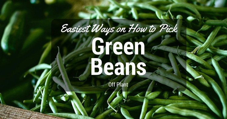 How to pick green beans