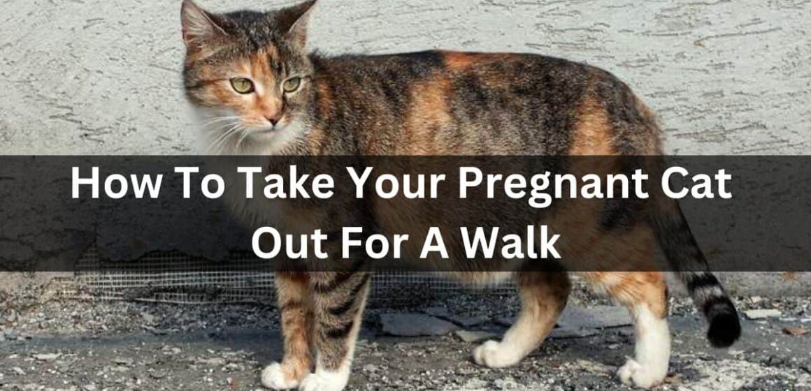 How To Take Your Pregnant Cat Out For A Walk