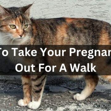How To Take Your Pregnant Cat Out For A Walk